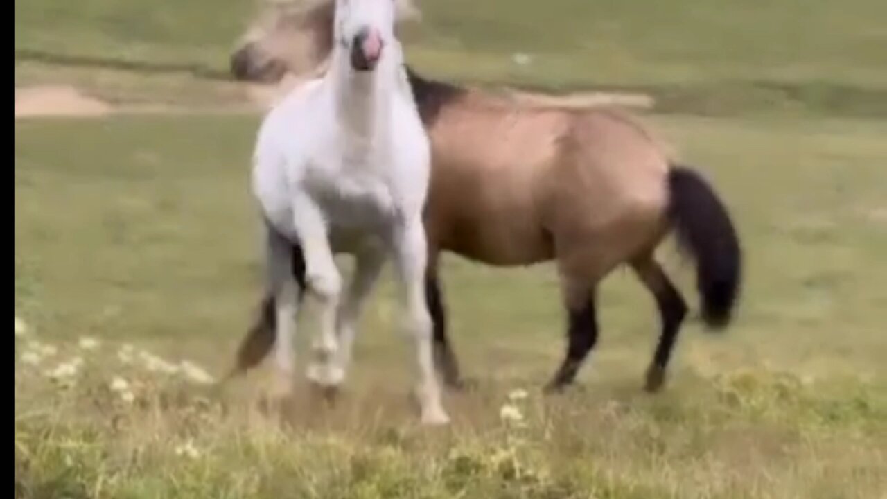 horse Video