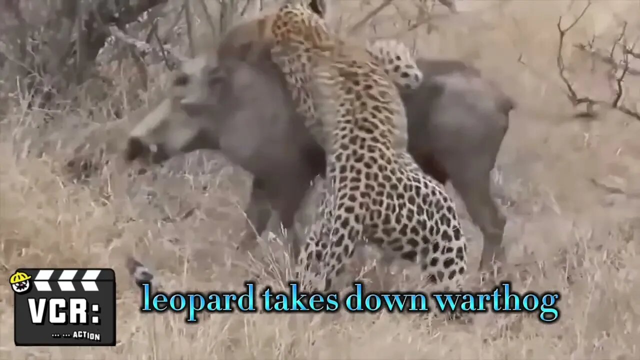 Leopard Hunts & Takes Down Warthog