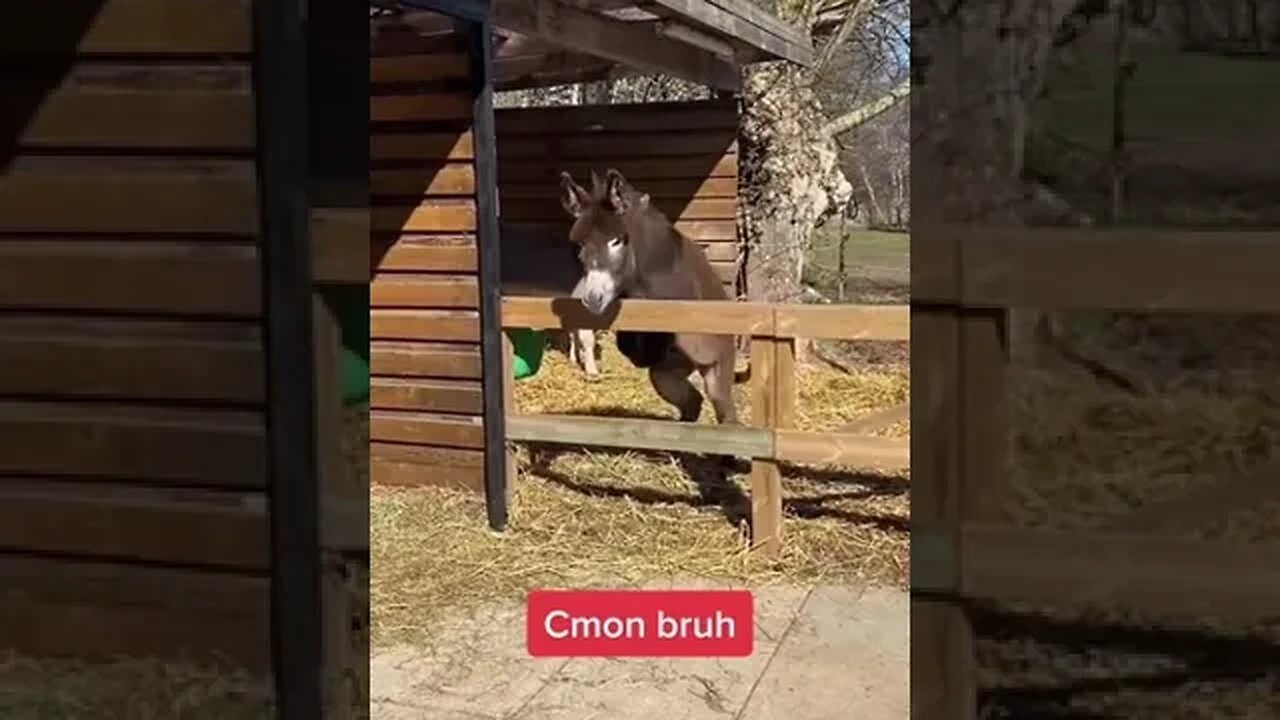 Donkey Flip