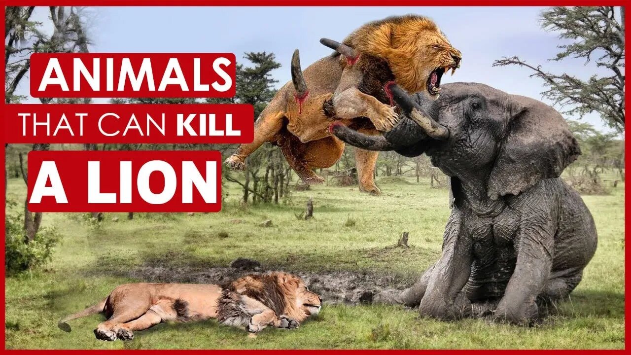 ANIMALS THAT CAN KILL A LION | ELEPHANT | TIGER | SNAKE