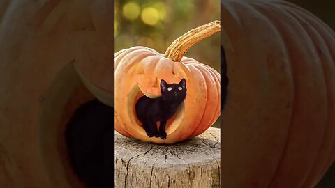 Cute Little Black Cat In A Pumpkin
