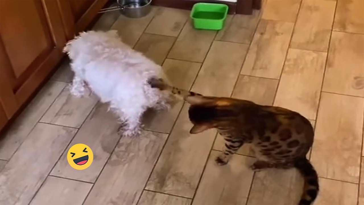 New Funny Animals 😂 Funniest Cats and Dogs Videos 😺🐶 Part 131