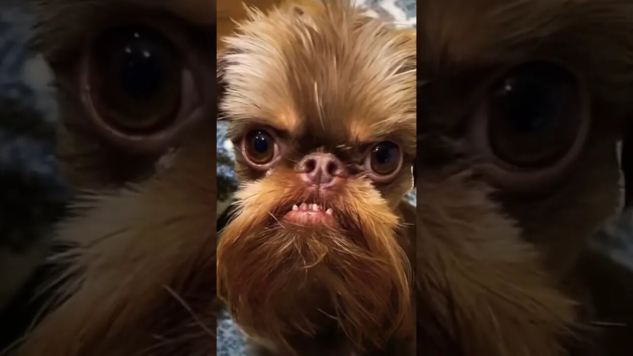 Sorry Monday, I just can't!!! Also, Happy Morty Monday🤣🥹 #shorts #viral #subscribe #funny #animals