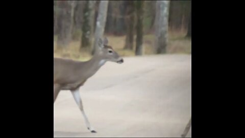 deer at Chickamauga Battlefield