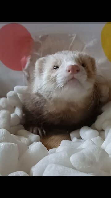 Ferret favorite sleeping spot!