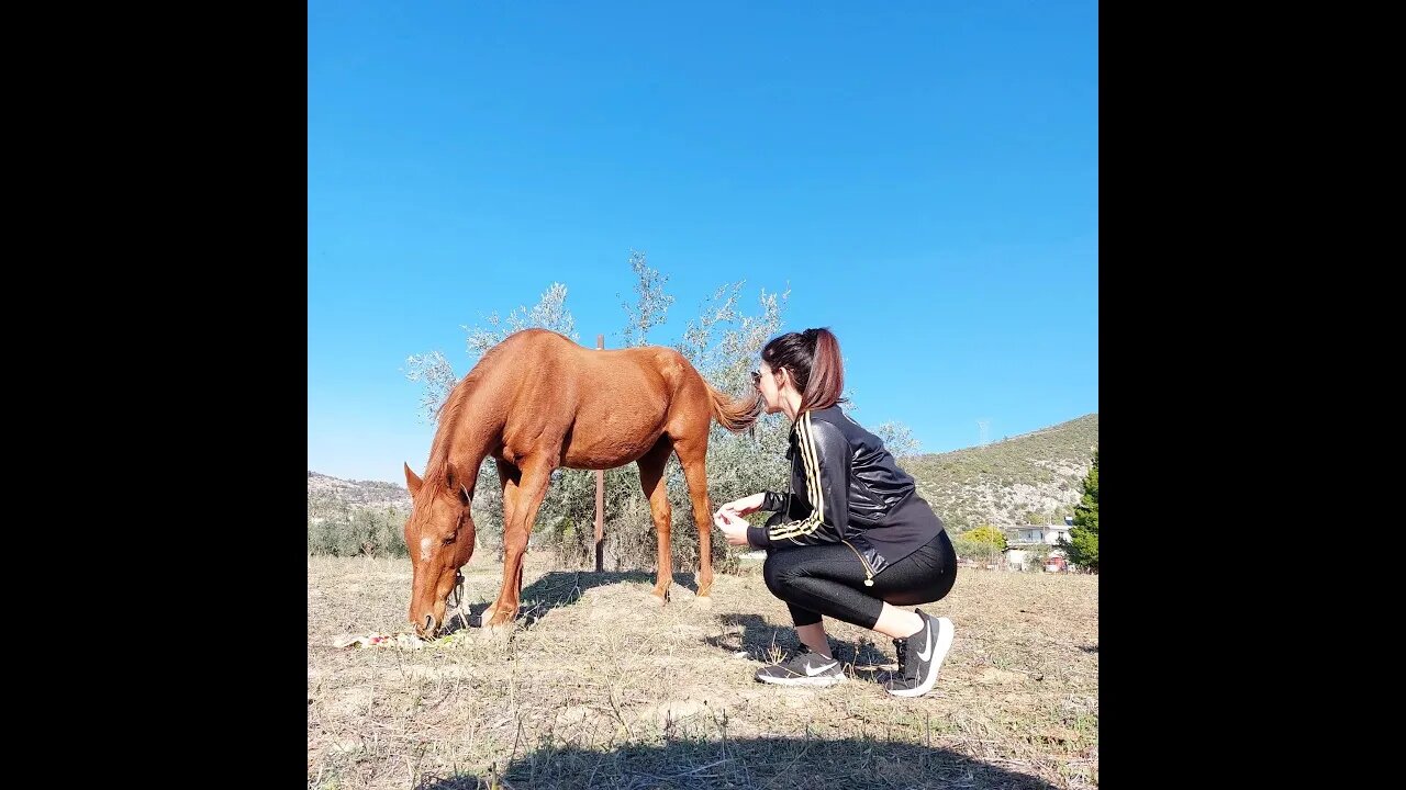 Είμαι άλογο vs "Σχιζοφρένεια 27"