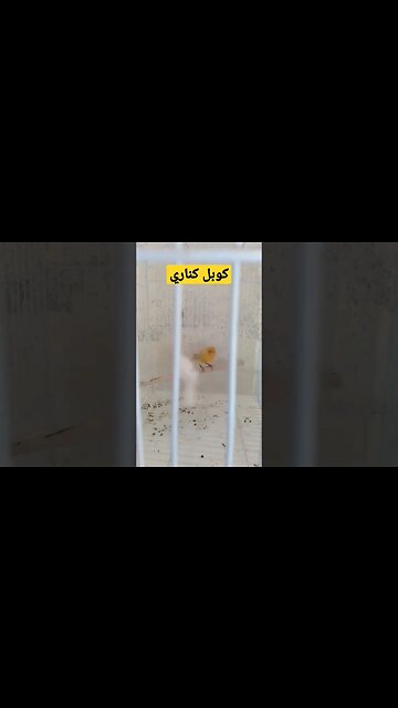 كوبل كناري روعة