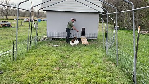 Introducing a trained dog to chickens, drill 3