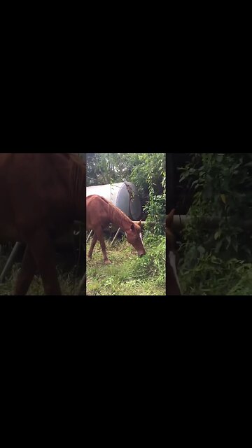 My pure breed horse is named Kylie Jenner