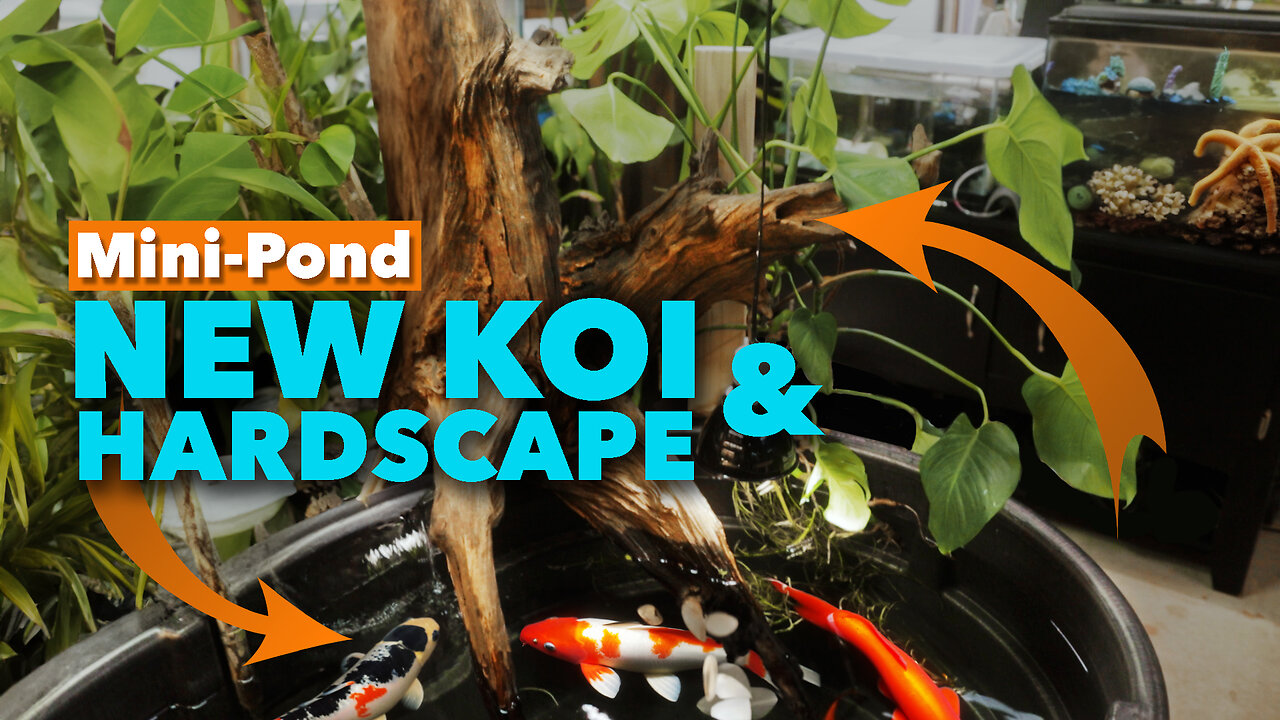 I Built A Jungle Koi Pond In My Garage