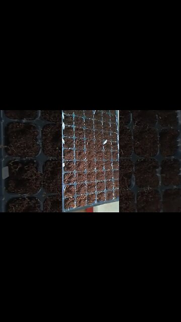 Couldn't help myself. I honestly can't wait to see life sprout in my trays.