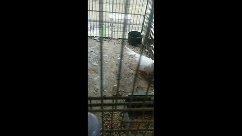 birds ll rural life ll village life ll nature