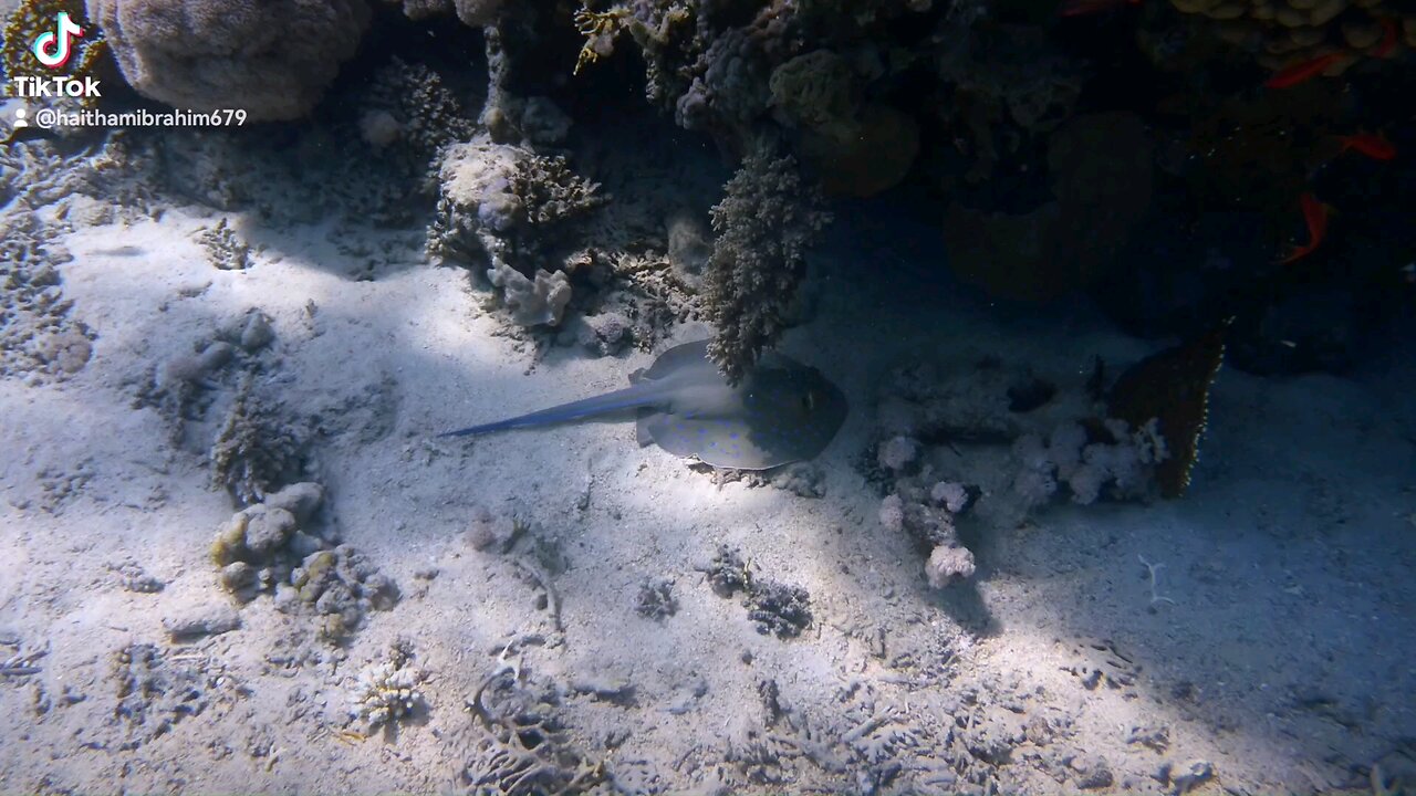 #scubadiving in sharm Sheikh