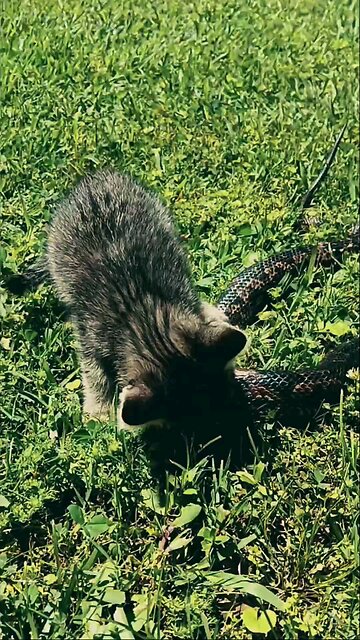 Adorable kittens! Can you find them? Watch till the end!