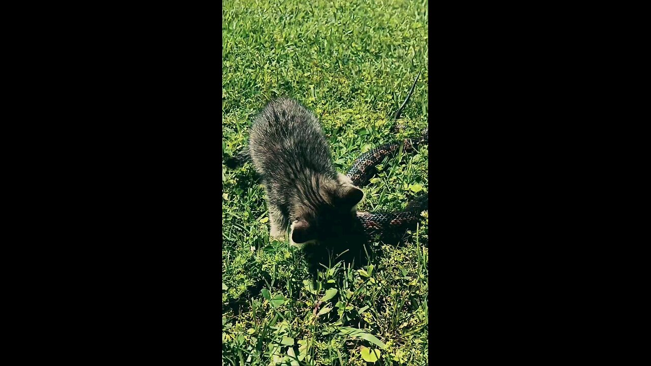 Adorable kittens! Can you find them? Watch till the end!
