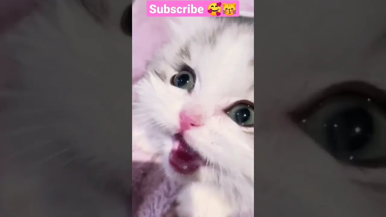 2023 SO CUTEST BABY CAT || Nice sound 😽🥰 - #shortsfeed #shorts #youtubepets #cat