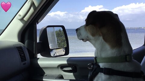 Nervous Pup Meets Bay Water For First Time