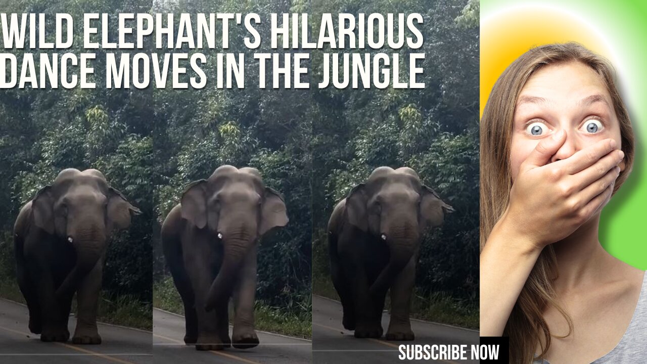 Wild Elephant's Hilarious Dance Moves in the Jungle – A Must-See!