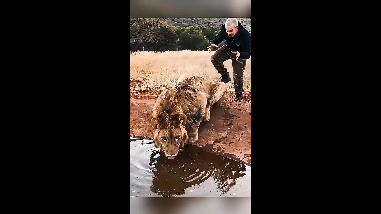 LION AND HUMAN LION AND HUMAN