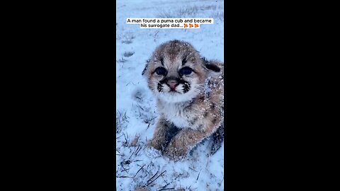 A man found a puma cub 😍😍