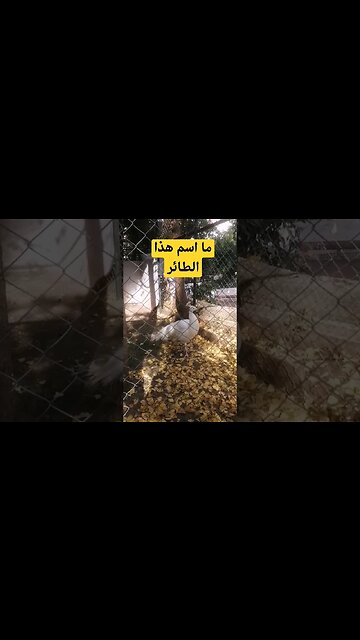 ما اسم هذا الطائر