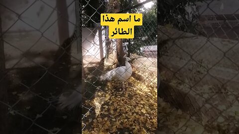 ما اسم هذا الطائر