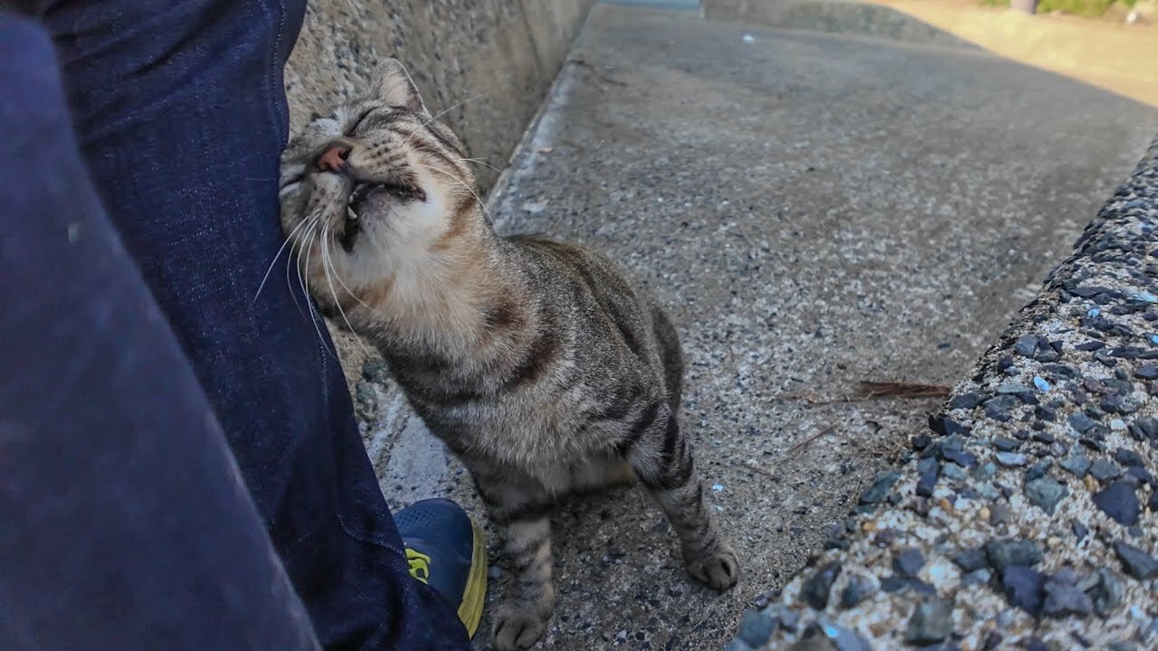 A guardian cat at a shrine on the edge of the cat residential area of ​​Cat Island.