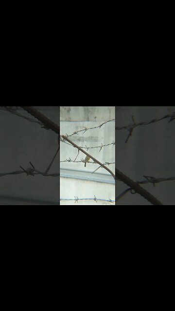 Hummingbird in Philippines with Apexel Telescope Lens for Smartphone