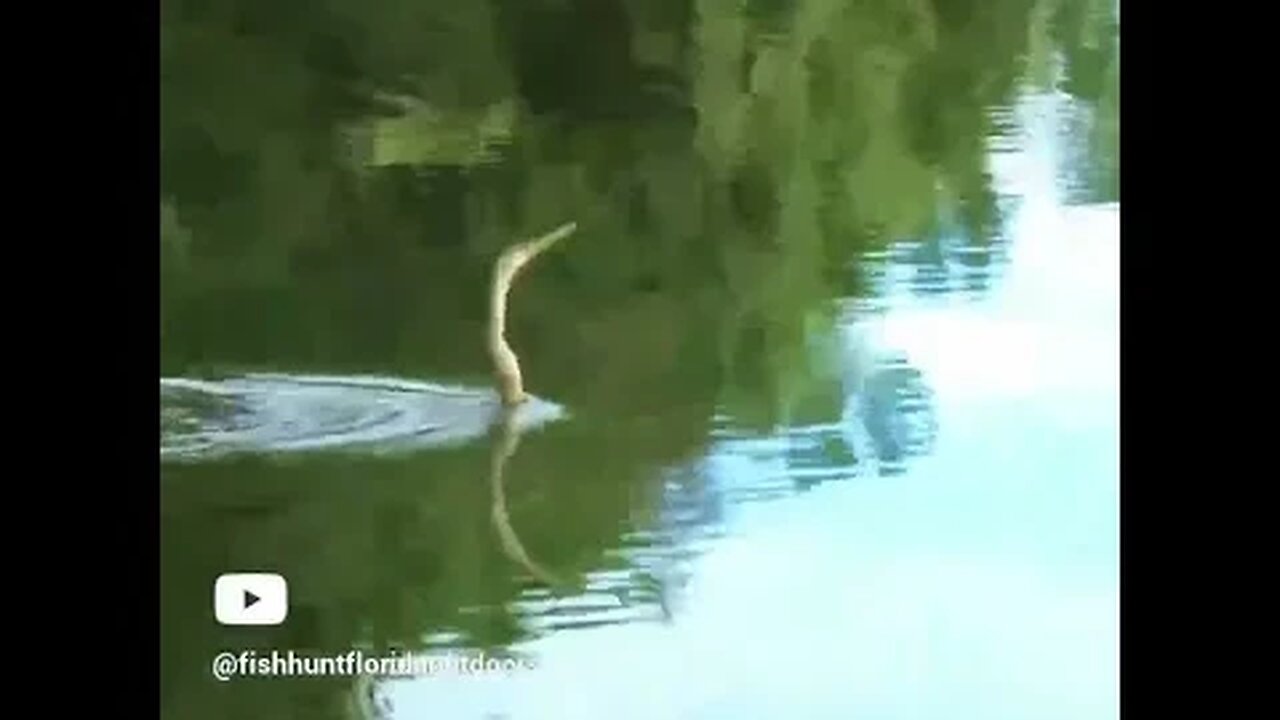 Snakebird