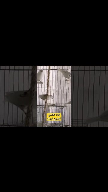إناث الكناري للتزاوج كيوت روعة مرحبا