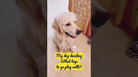 You know what he wants 😂 #goldenretriever #ytshorts #shorts