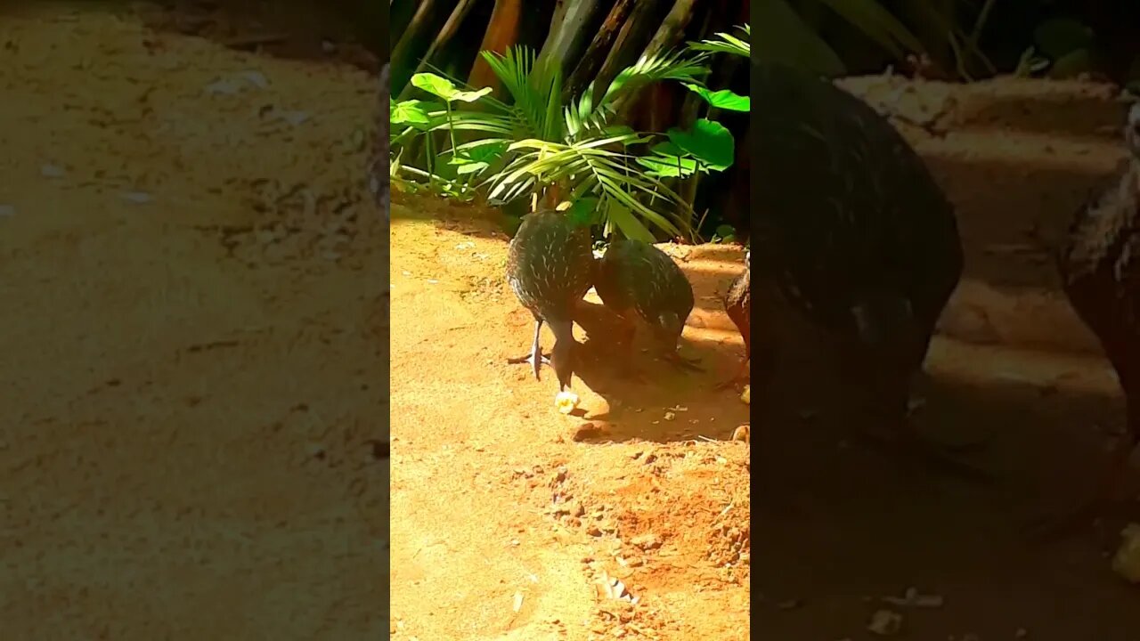 Jacu e seus filhotes em busca de comida Jacuaçu