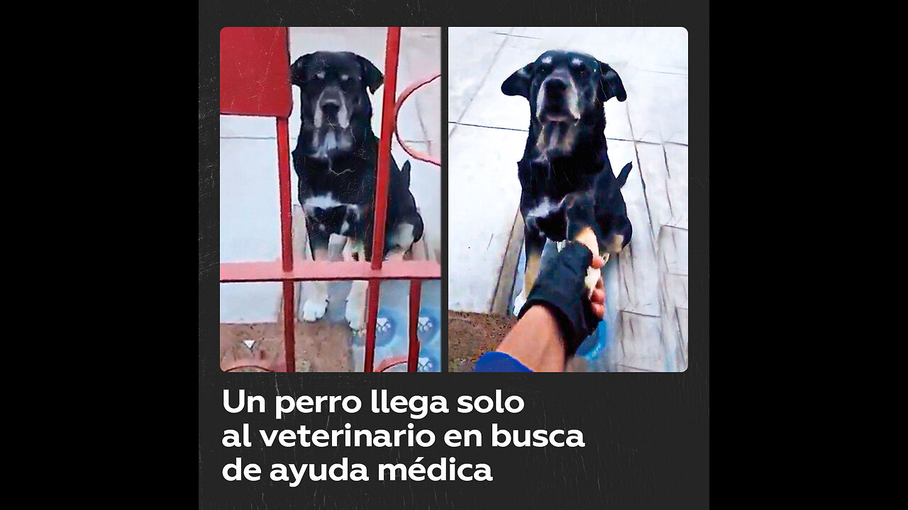 Perro herido busca ayuda en clínica veterinaria y conmueve a todos