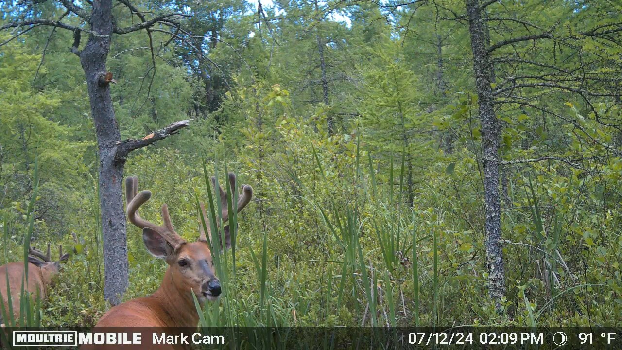 Two big swamp bucks