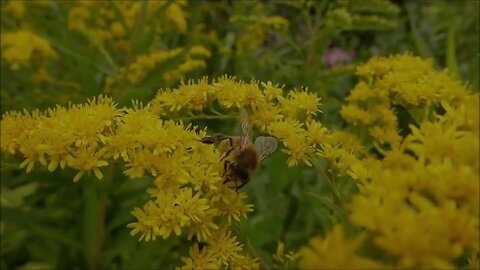 "From Wetlands to Wildlands: The Giant Goldenrod (Solidago gigantea) in Nature"