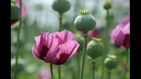 POPPY PLANT GROWING 🌱