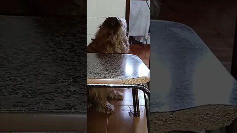 #dogshow , #animals , #dogs , #shorts