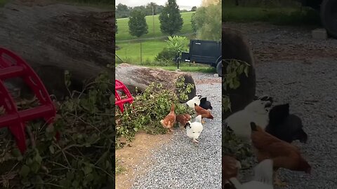 A Better Way To Debark A Log For The Sawmill