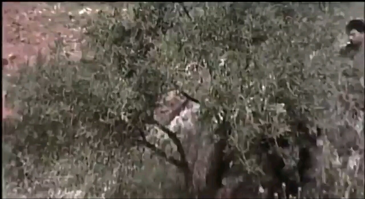 Israelis uprooting olive trees .Only a colonizer with no attachment to the land could be so cruel.