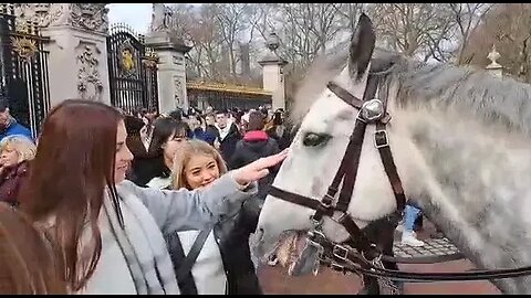 Tourist stroke police horse called Yoda #buckinghampalace