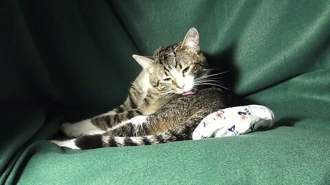 This Cat Loves Cleaning His Fur