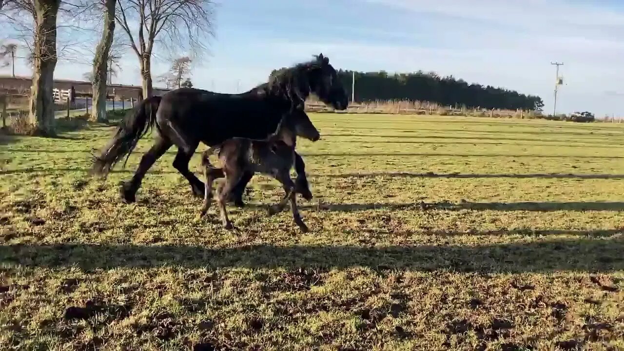 Bouncing little friesian horse