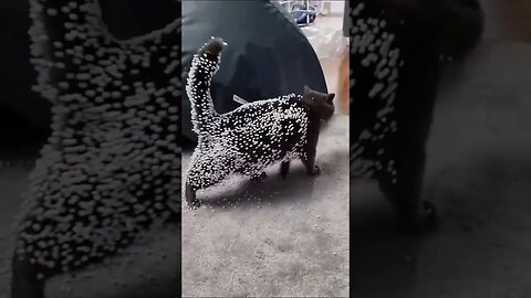 Crazy Cats Series pt.27 #shorts #short #cat #cats #funny #reels #animals #trending #reels #peaceful