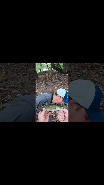 The OG of topwater... The Tiny Torpedo!