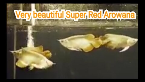 The Super Red Arowana fish is very beautiful and charming