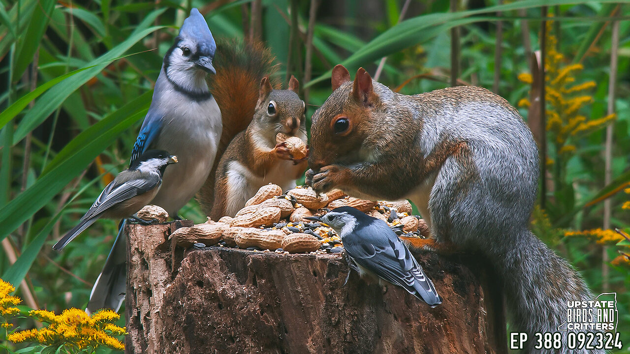 Upstate Birds And Critters: Ep 388 — 092324 Cat TV Dog TV