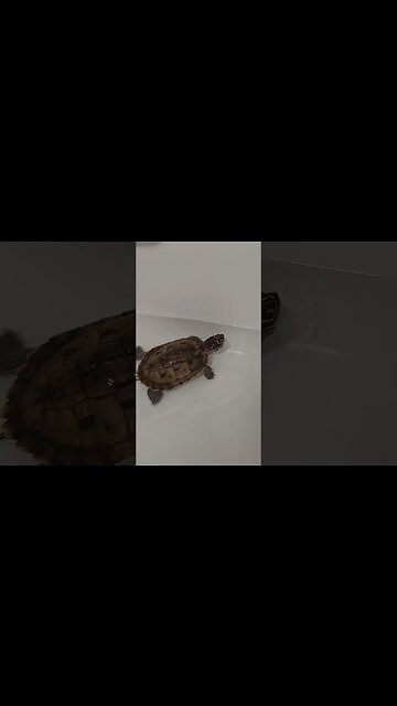 Wow! There's a turtle 🐢 in my bathtub 🛀 #pets #shorts #reptiles