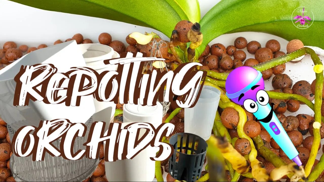 🎤 Repotting Discussion 🪴 | Best Time Best Season Best for Fussy Orchids #ninjaorchids #livestream