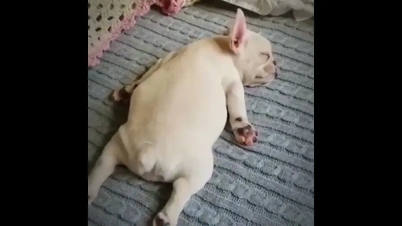 Sleeping French Bulldog Puppy Is The Cutest Thing Ever