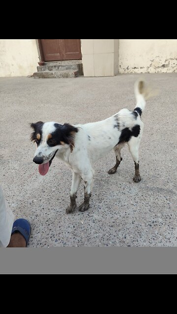 Doggy Aaj mitti me gilla hokar aya Doggy